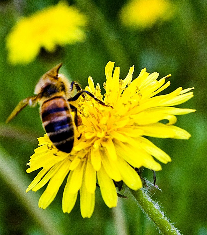 Food On Your Face : Honey