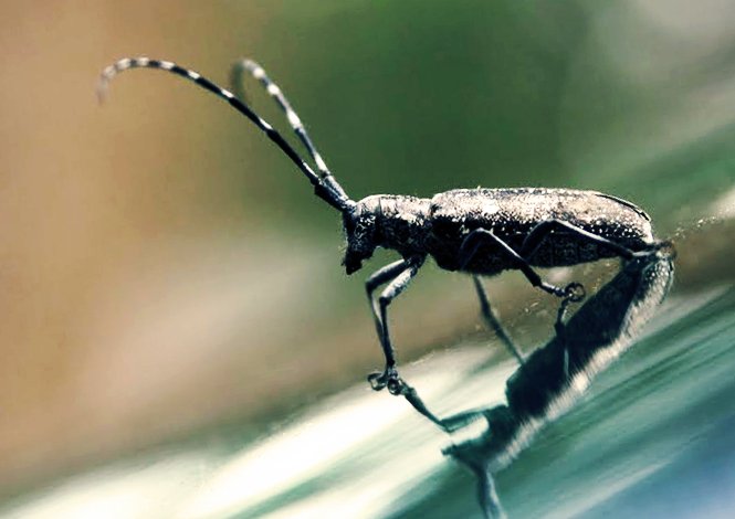 Crunchy Kids :  Shoo! Spray Homemade Insect Repellent