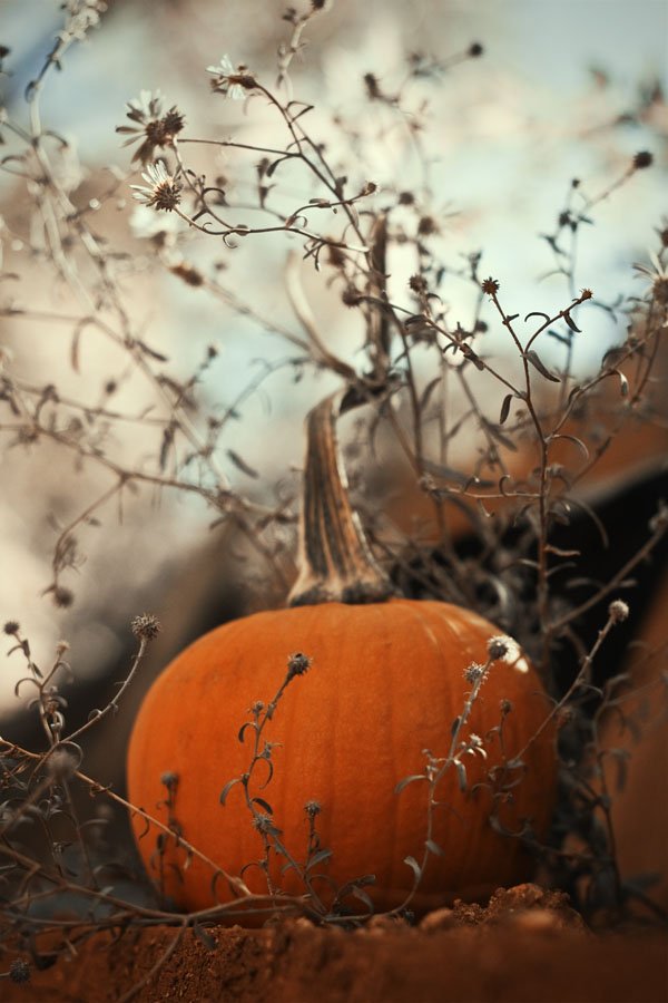 Farmers Market Facials - Pumpkin!