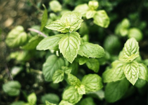 Make Your Own Heavenly Homemade Vanilla and Peppermint Extracts