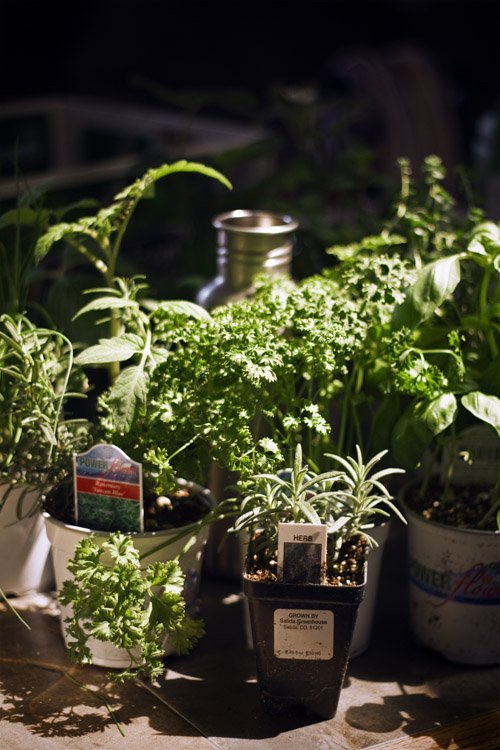 The EarthBox, the Lavender, and the Knowing