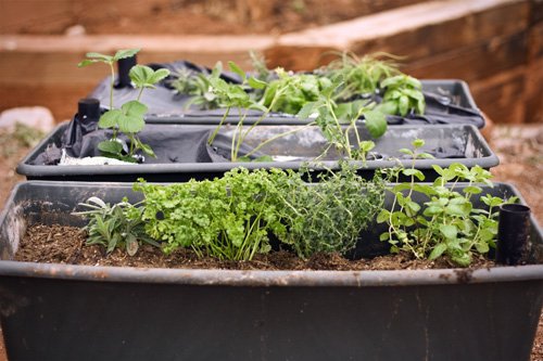 The EarthBox, the Lavender, and the Knowing