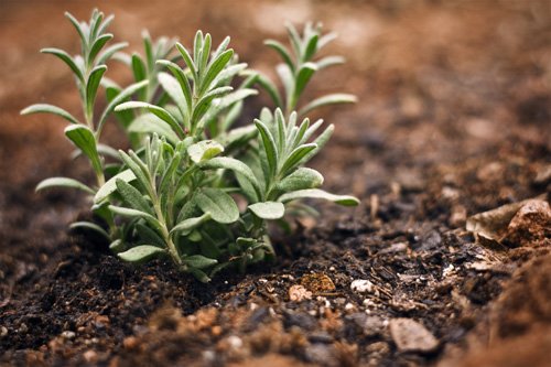 The EarthBox, the Lavender, and the Knowing