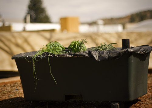 The EarthBox, the Lavender, and the Knowing