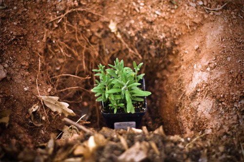 The EarthBox, the Lavender, and the Knowing