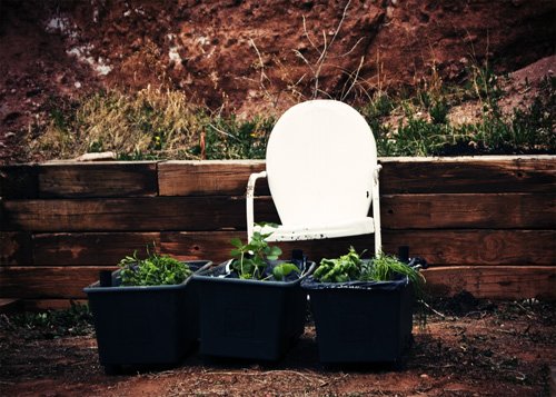 The EarthBox, the Lavender, and the Knowing