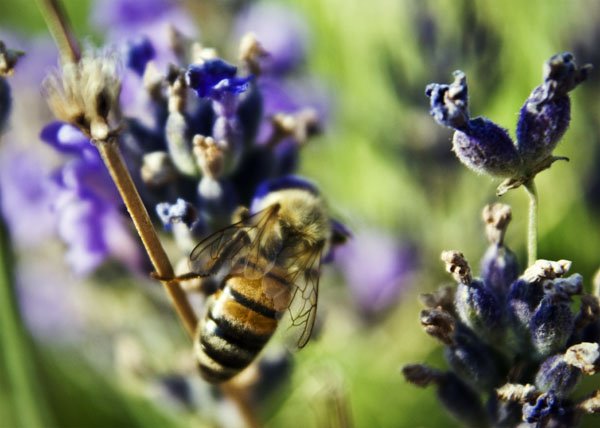 The Challenge Within a Challenge: Think of the Bees