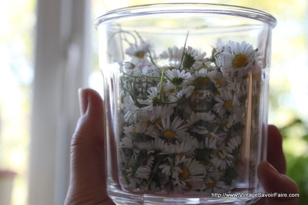 Vintage Remedies – Make Daisy Salve for Bumps & Bruises