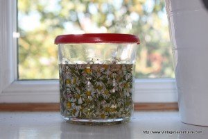 Vintage Remedies – Make Daisy Salve for Bumps & Bruises