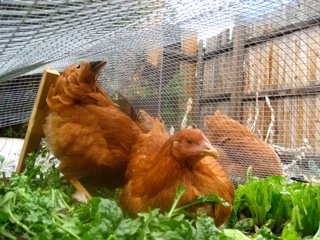 Chickens in the Lettuce Garden