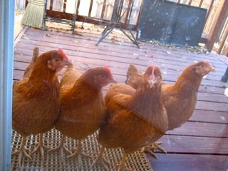 How Chickens Lead to a Better Life