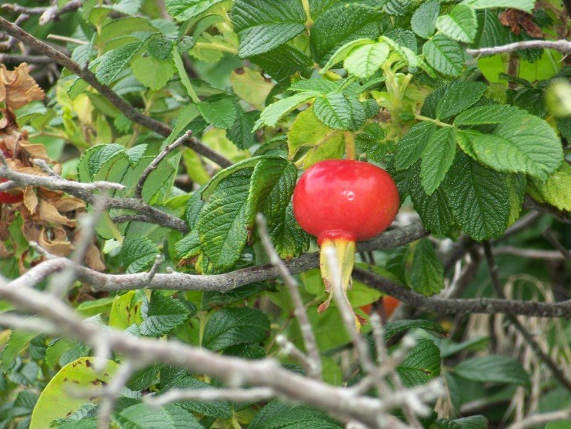 6 Juicy rose hip