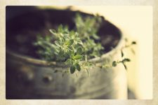 Thyme and Again - Guess What Else It Does? Goodbye Inflammation! 2