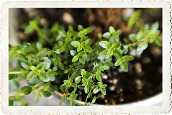 fresh thyme2