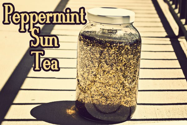 peppermint sun tea