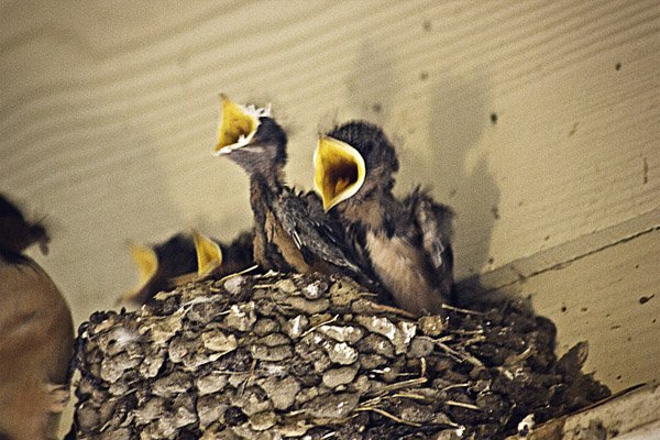 swallow babies