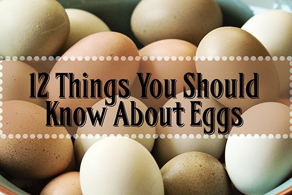 How To Tell if a Chicken Egg is Bad - Thistle Downs Farm