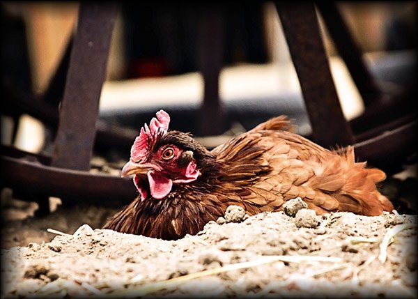 This is a chicken in the dirt. Fairly obvious.