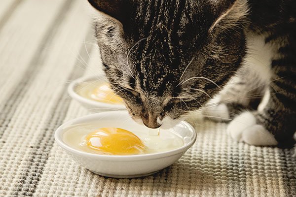 Kitty sniffed both eggs, and much preferred the pastured egg over the CAFO egg.