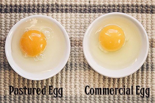Pastured versus Commercial Egg
