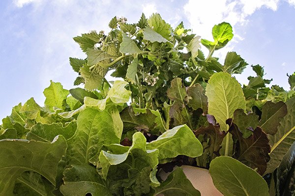 Garden Tower Lettuce