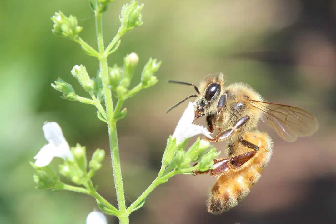 How to Become a Beekeeper