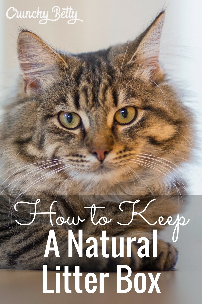 How to Keep a Natural Litter Box and Other Cat-Related Nonsense