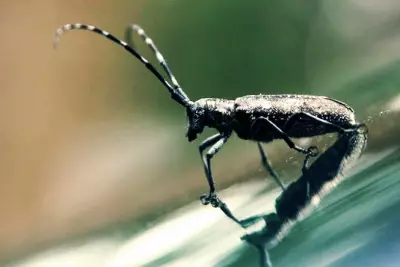 Crunchy Kids :  Shoo! Spray Homemade Insect Repellent 2