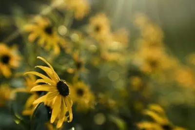 The Unexpected Side Effect to Gradually Going Green