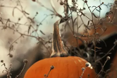 Farmers Market Facials - Pumpkin! 1