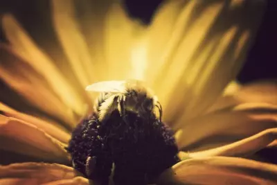 The Challenge Within a Challenge: Think of the Bees 1