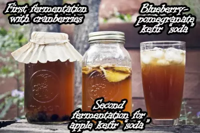 Water Kefir - The Yeasty Bacterial Elixir of Life