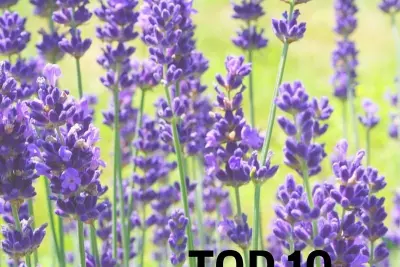 Crunchy Betty's Top 10 Favorite Tried-and-True Home Remedies For Everything!