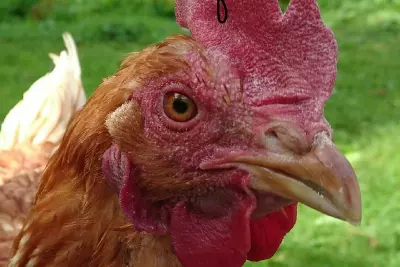 How Chickens Lead to a Better Life 4